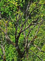 Branch bifurcation pattern in Dipterocarpus sp. crown, observed from the Etoile des Cimes, Hinboun, Laos, Copyright Patrick Blanc
