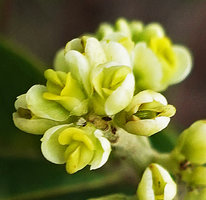 Bredemeyera lucida, congested flowers, Mountain Pine Ridge Reserve, Belize