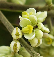 Bredemeyera lucida, flowers, Mountain Pine Ridge Reserve, Belize