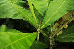 Brenandendron donianum (syn. Vernonia conferta), leaf bases, Kribi, Cameroun
