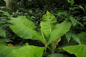 Brenandendron donianum (syn. Vernonia conferta), leaves, Kribi, Cameroun