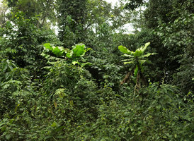 Brenandendron donianum (syn. Vernonia conferta) two monocaulous shrubs at forest margin, Kribi, Cameroun