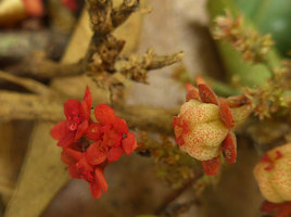 Breynia (Sauropus) spatulifolia inflorescence, Phu Soi Dao, Uttaradit, Thailand