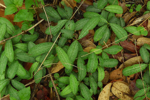 Breynia (Sauropus) spatulifolia undershrub with marbled leaves, Phu Soi Dao, Uttaradit, Thailand