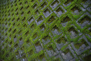 Bryophytes sur joints mur pierres, Izu, Japon