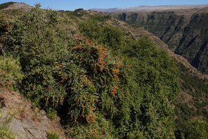 Buddleja polystachya, a bright orange form on rocky escarpment, Simien NP, 3000 m asl, Ethiopia