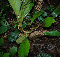 Buforrestia obovata, creeping stem with adventitious roots and apical leaf rosette, Ebodje, Campo, Cameroon