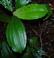 Buforrestia obovata, undulate leaf margin, Ebodje, Campo, Cameroon