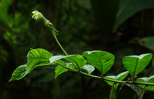 Burmeistera velutina, axillary erect flower, Mashpi FR, Pichincha, Ecuador