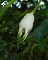Burmeistera velutina, bright white mature hanging berry fruit topped by the fleshy white and geen sepals, Mashpi FR, Ecuador