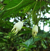 Burmeistera velutina, hanging white berries topped by enlarged white and green fleshy sepals, Mashpi FR, Pichincha, Ecuador