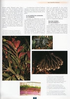 Etre plante à l&#039;ombre des forêts tropicales