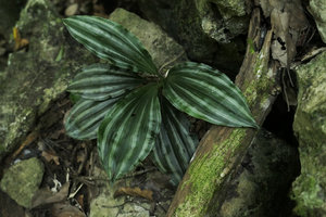 Calanthe argenteostriata, karst forest, Ba Be NP, Vietnam