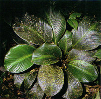 Calathea maasiorum, day 4, young fully developped leaf on left occupying now the free empty space between older leaves, Nouragues, French Guyana
