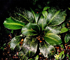 Calathea maasiorum, leaf shade avoidance, day 2, young fully developped leaf on left moving laterally from under a mature leaf, Nouragues, French Guyana