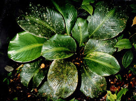 Calathea maasiorum, leaf shade avoidance, day 3, young fully developped leaf on left moving laterally and displaying its blade in the empty space, Nouragues, French Guyana