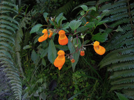 Calceolaria cf speciosa, Manu NP 2000 m, Peru
