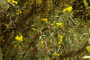Calceolaria microbefaria as a shaggy climber among shrubs on vertical earth slope, Chingaza paramo, Bogota, Colombia