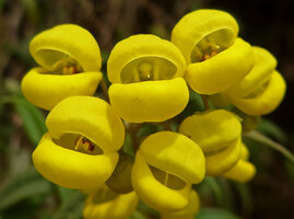 Calceolaria microbefaria, flowers close up, Chingaza paramo, Bogota, Colombia