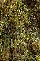 Calceolaria microbefaria on vertical earth slope, Chingaza paramo, Bogota, Colombia