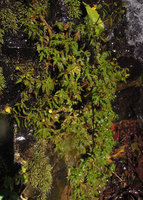 Calceolaria sp., a tiny species on the vertical rocks in a waterfall habitat, Manu NP, 2000 m, Peru