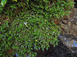 Calceolaria sp., a tiny species with pinnatifid leaves on the vertical rocks in a waterfall habitat, Manu NP, 2000 m, Peru