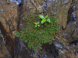 Calceolaria sp., mat forming tiny species appressed to seeping rocks around waterfall, Manu NP, 2000 m, Peru