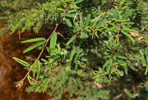 Calliandra brevipes, bijugate leaves, Rio Vargem do Braco, Serra do Tabuleiro, Santa Catarina, Brazil