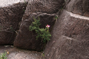Calliandra brevipes, dwarfed rheophytic shrub in rock crack, Rio Vermelho waterfall, Serra do Tabuleiro, Santa Catarina, Brazil