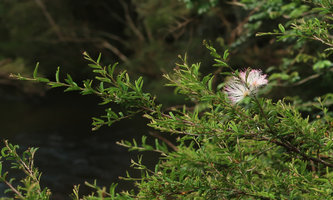 Calliandra brevipes, flowers, Rio Vargem do Braco, Serra do Tabuleiro, Santa Catarina, Brazil