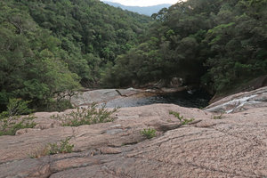 Calliandra brevipes, population of dwarfed rheophytic shrub in rock crack, Rio Vermelho waterfall, Serra do Tabuleiro, Santa Catarina, Brazil