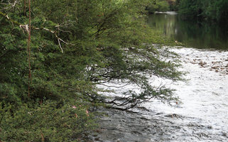 Calliandra brevipes, rheophytic shrub bending over fast flowing stream, Rio Vargem do Braco, Serra do Tabuleiro, Santa Catarina, Brazil
