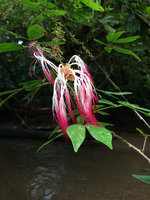 Calliandra coriacea in its rheophytic habitat, leaves and withering night blooming flowers at noon, Terco, Nuqui, Choco, Colombia