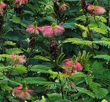 Calliandra houstoniana naturalised in Uluguru mountains, inflorescences, Tanzania