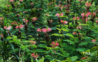 Calliandra houstoniana naturalised in Uluguru mountains, Tanzania