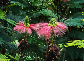 Calliandra houstoniana naturalised in Uluguru mountains, two inflorescences, Tanzania