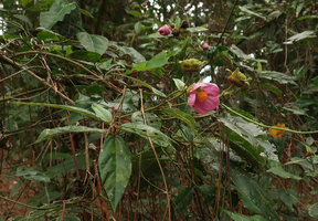 Callianthe rufinerva, Morro do Forte, Florianopolis, Santa Catarina, Brazil