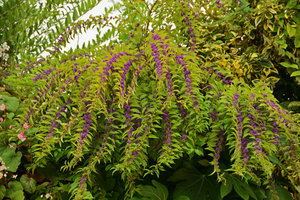 Callicarpa dichotoma Issai at the top of the Green Bridge, 21st century Museum,  Kanazawa, Japan, Sept. 2012