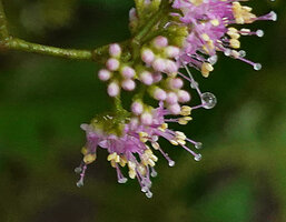 Callicarpa longifolia, flowers at anthesis, Danum Valley, Sabah, Borneo