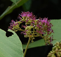 Callicarpa pentandra, inflorescence, Deramakot FR, Sabah, Borneo