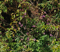 Callicarpa sur pente, fruits, Wulin, Taiwan