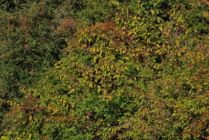 Callicarpa sur pente, Wulin, Taiwan