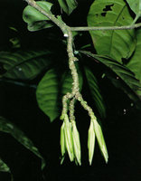 Callichilia bequaertii, many years old branched flower stalk exhibiting repetitive seasonal flowering, Makokou, Gabon