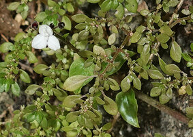 Callisia cordifolia flowering on limestone rock among the stems of the weedy Pilea microphylla, Las Guacamayas, Peten, Guatemala