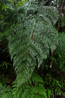 Calochlaena straminea, frond, Imbu Rano, Kolombangara, Solomon Islands