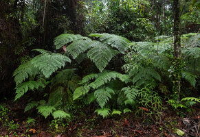 Calochlaena straminea, Imbu Rano, Kolombangara, Solomon Islands