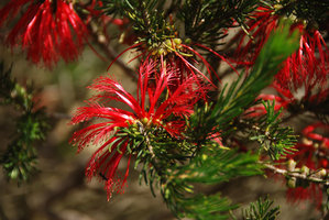 Calothamnus validus, Walpole, Western Australia