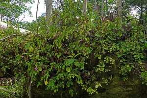 Calvoa orientalis, dense population on a mossy rock in a recent forest treefall gap, Amani, East Usambara, Tanzania