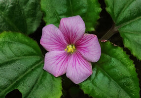 Calvoa orientalis, flower, Amani, East Usambara, Tanzania