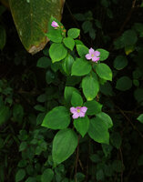 Calvoa orientalis, flowers with four or five petals, Amani, East Usambara, Tanzania